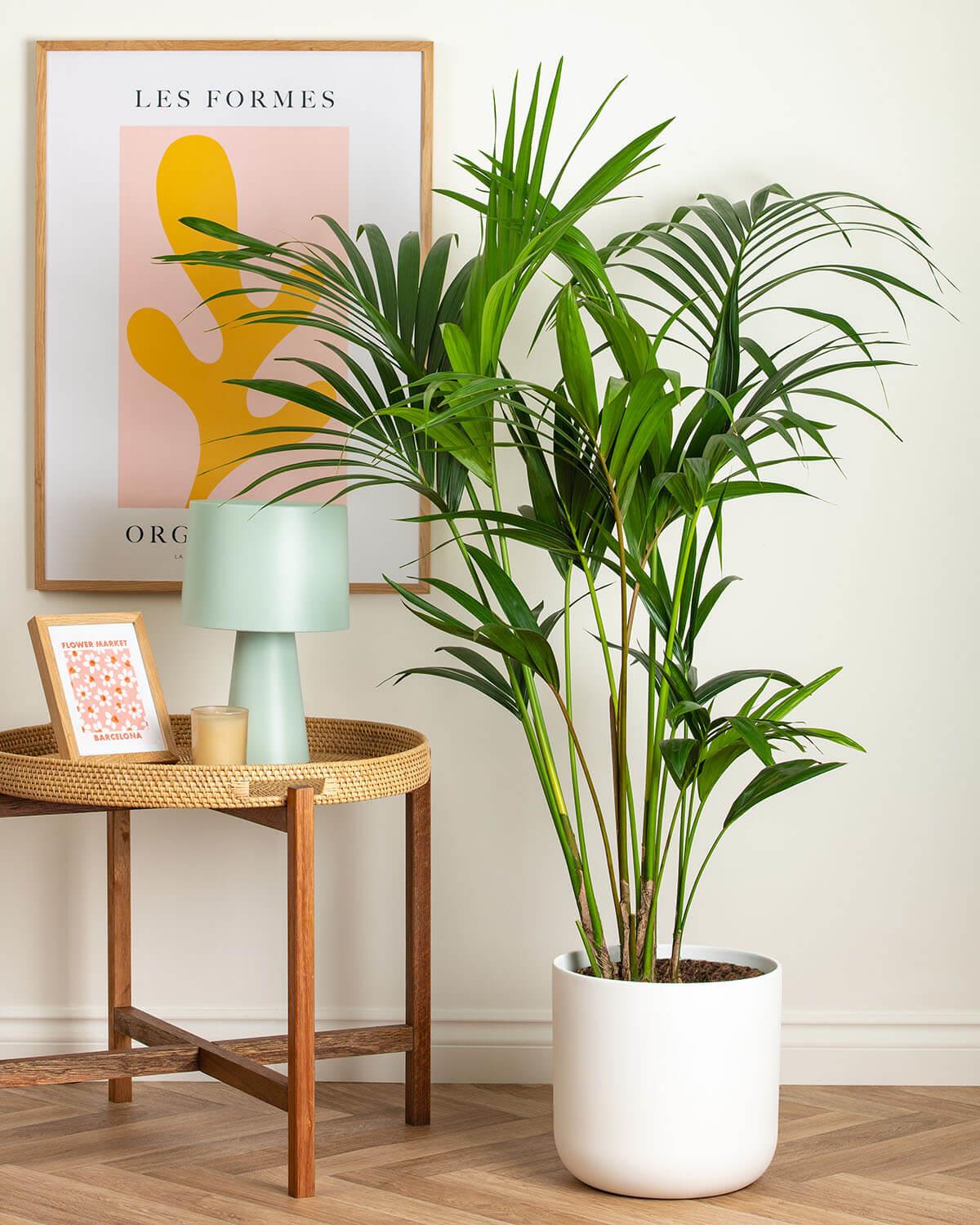 indoor palm plants uk Kentia Palm