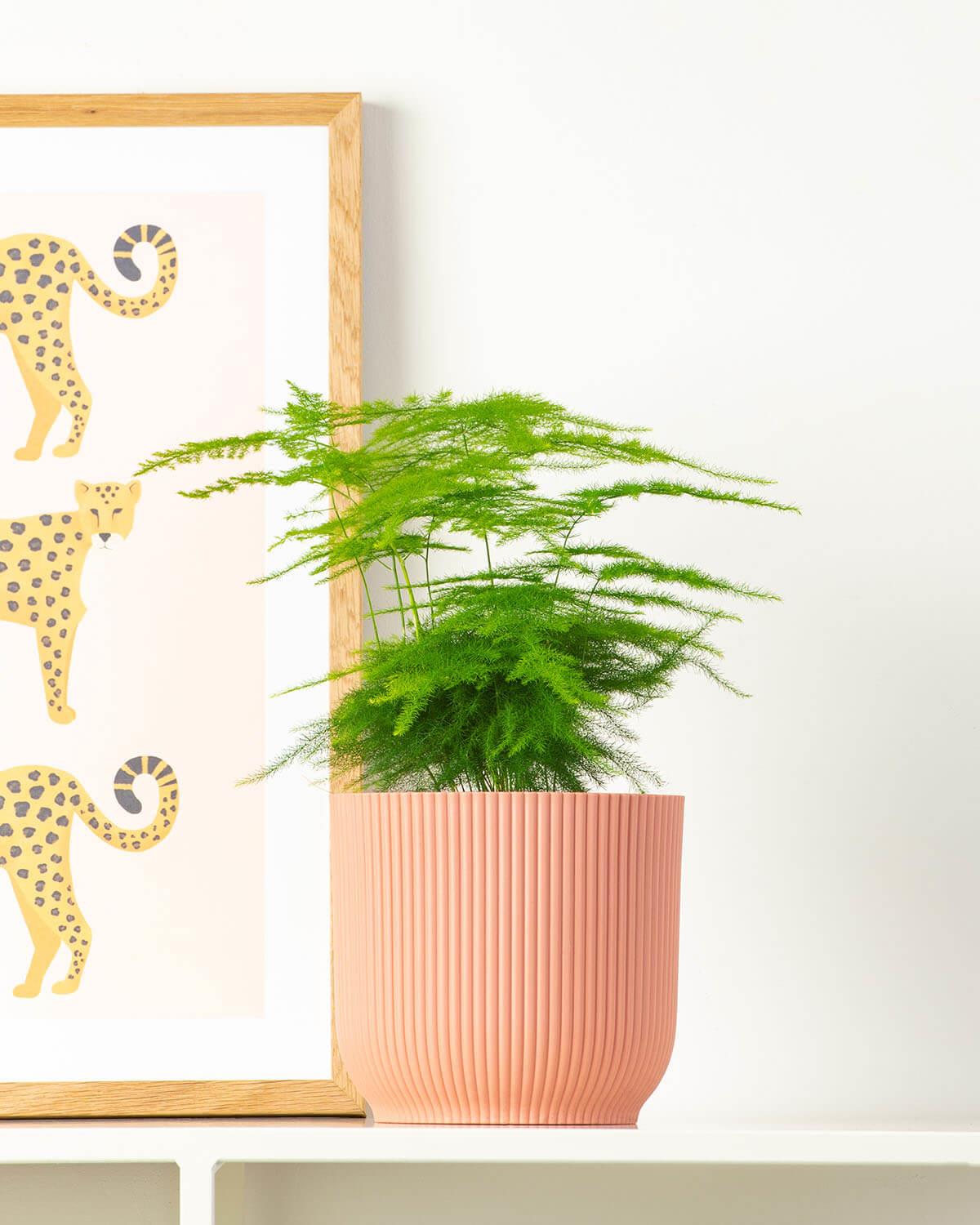 Small Asparagus Fern in Pink Pot